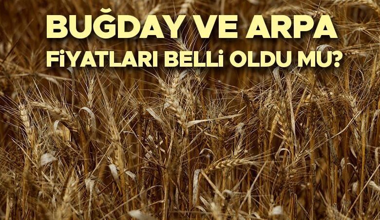 BUĞDAY ALIM FİYATLARI 2025 | TMO buğday ve hububat fiyatları ne zaman açıklanacak, buğday fiyatları belli oldu mu? İşte güncel taban fiyatları! 1 68237b698d782dfe184434b0