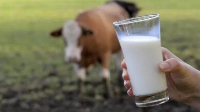 Toplanan inek sutu miktari martta 1 milyon tonu asti