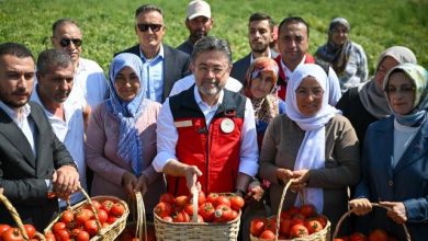 Tarim ve Orman Bakani Yumakli Ayasta domates hasadina katildi