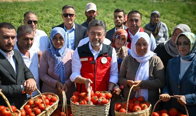 Tarim ve Orman Bakani Yumakli Ayasta domates hasadina katildi