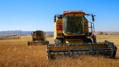 Uşak çörek otu üretiminde liderliği bırakmamaya kararlı - TARIM 4 Usak corek otu uretiminde liderligi birakmamaya kararli TARIM