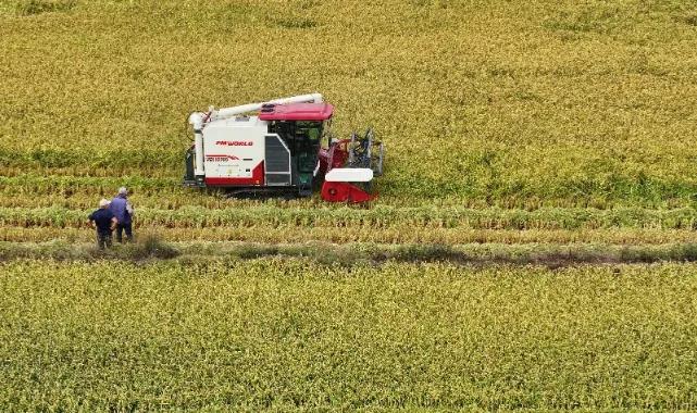 TIGEM 41 milyon kilogram bugday satacak TARIM