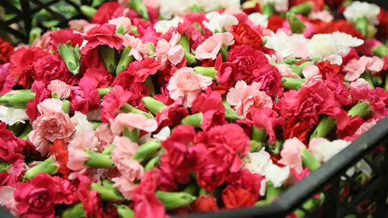 Türkiye'den Yunanistan'a özel çiçek milyonlarca dolarlık gelir kaynağı oldu