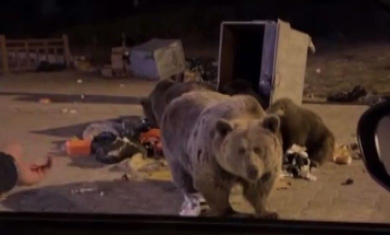 Ayı Beslerken Saldırıya Uğrayan Adamın Korkunç Anları 1 AW587752 02 344115