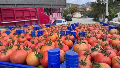 Isparta'nın Deregümü köyündeki domates seralarında hasat sezonu uzadı - EKONOMİ 2 Ispartanin Deregumu koyundeki domates seralarinda hasat sezonu uzadi EKONOMI