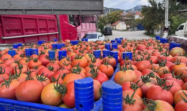 Ispartanin Deregumu koyundeki domates seralarinda hasat sezonu uzadi EKONOMI
