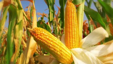 TMO'nun 2026'da 3,5 milyon ton buğday, 1,5 milyon ton mısır alması öngörülüyor - EKONOMİ 2 TMOnun 2026da 35 milyon ton bugday 15 milyon ton misir