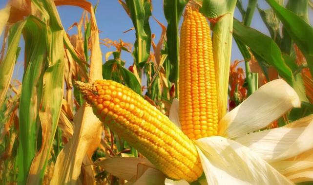 TMOnun 2026da 35 milyon ton bugday 15 milyon ton misir